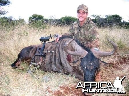 Blue Wildebeest