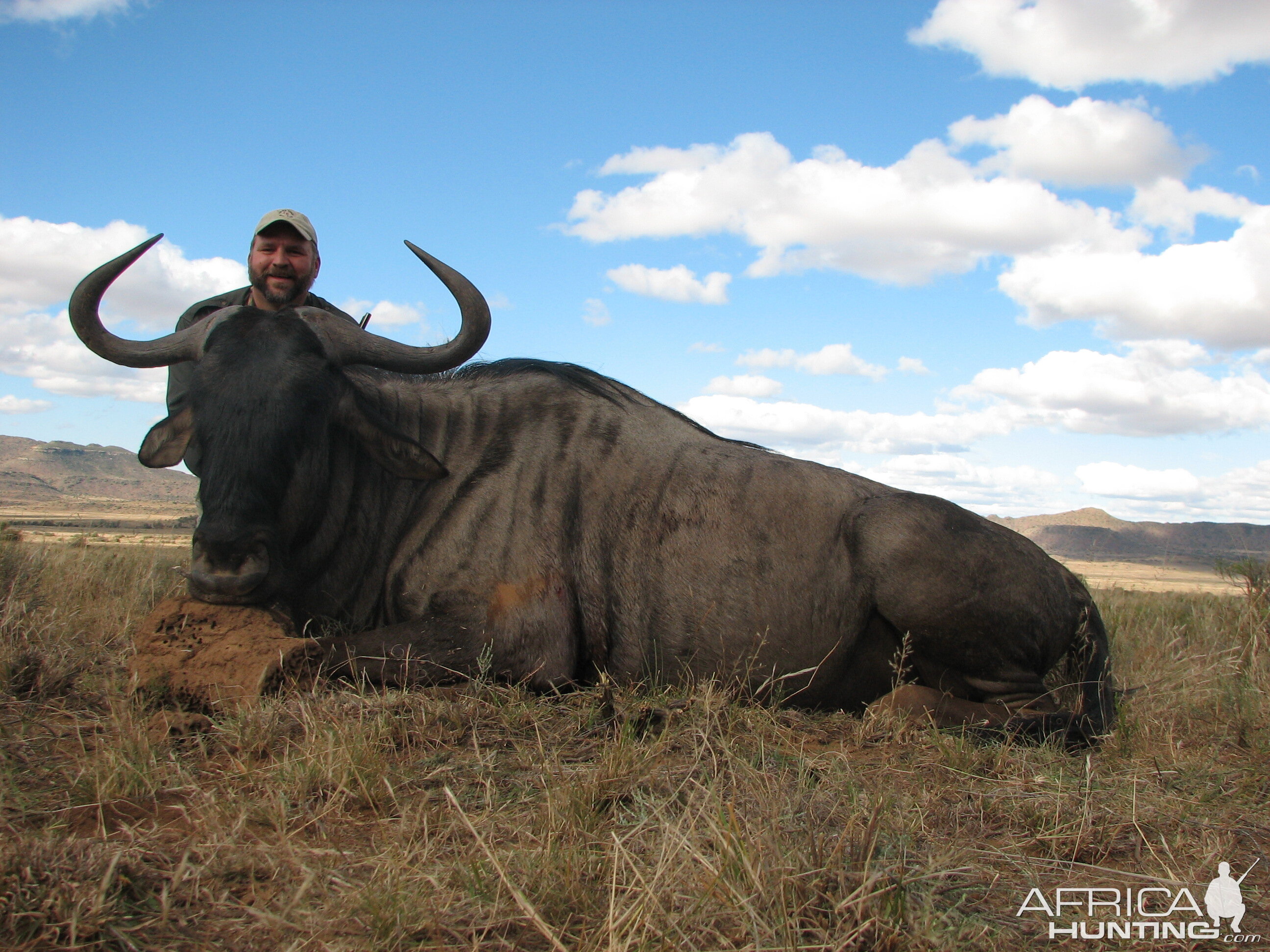 Blue Wildebeest