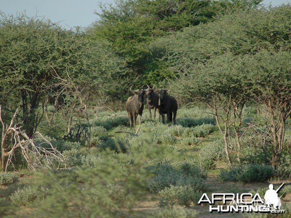 Blue Wildebeest