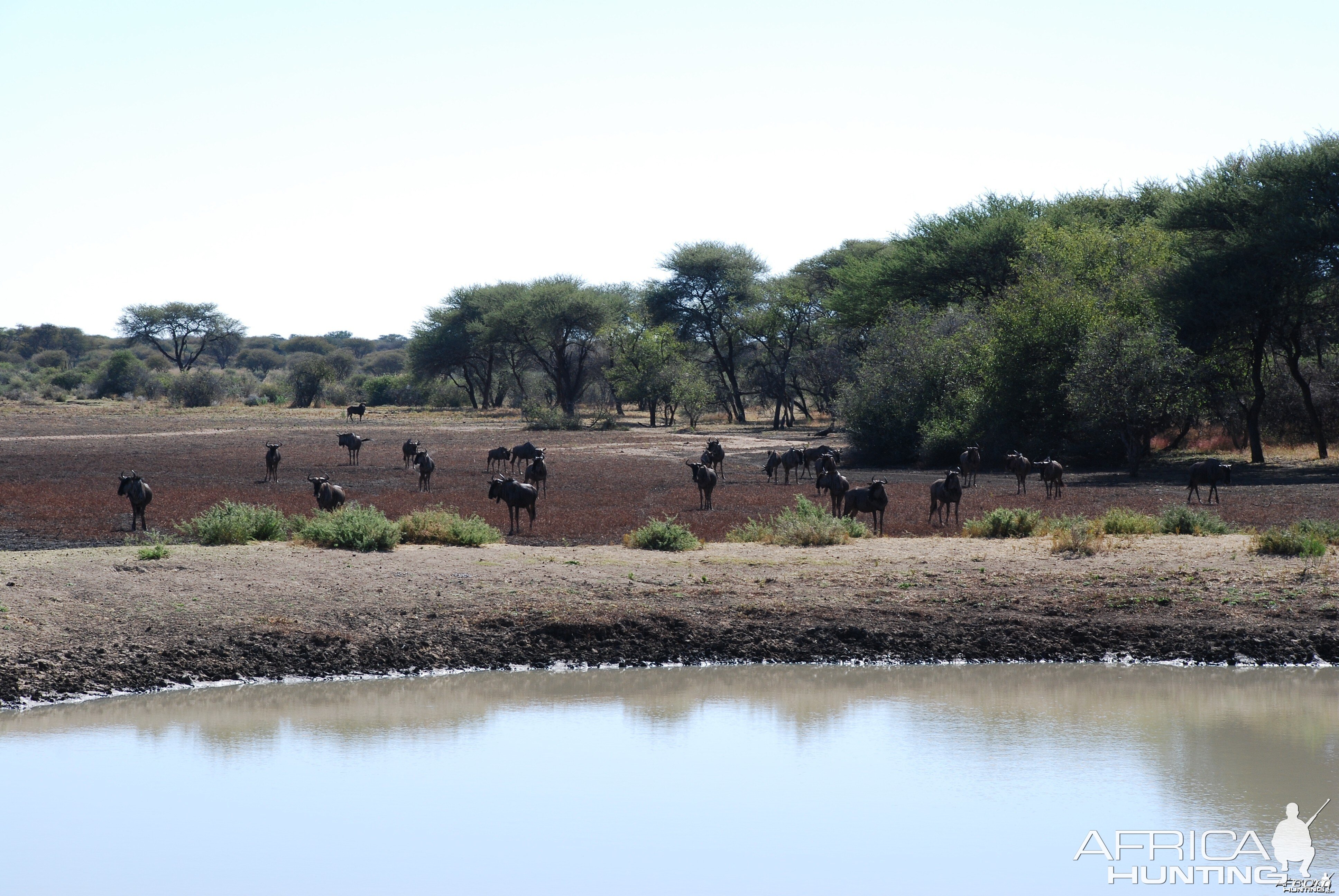 Blue Wildebeest