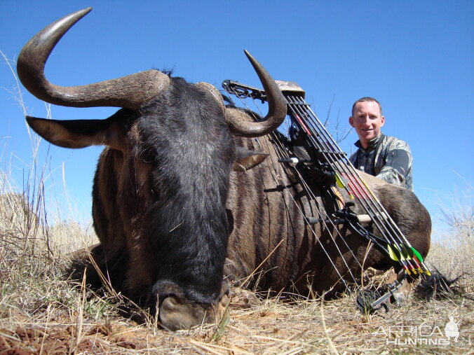 Blue Wildebeest