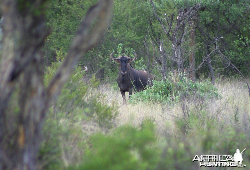 Blue Wildebeest