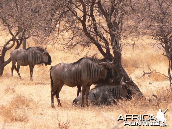 Blue Wildebeest