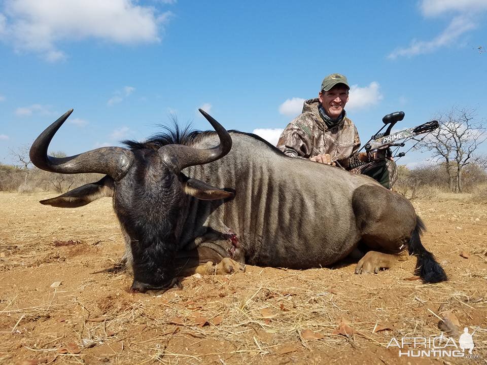 Blue Wildebeest