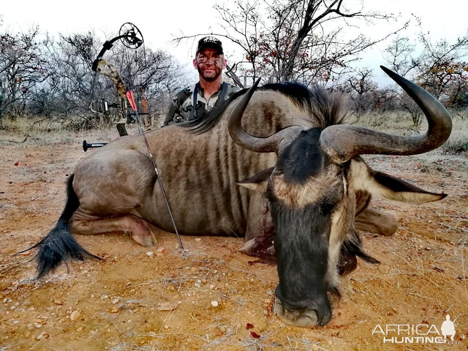 Blue Wildebeest