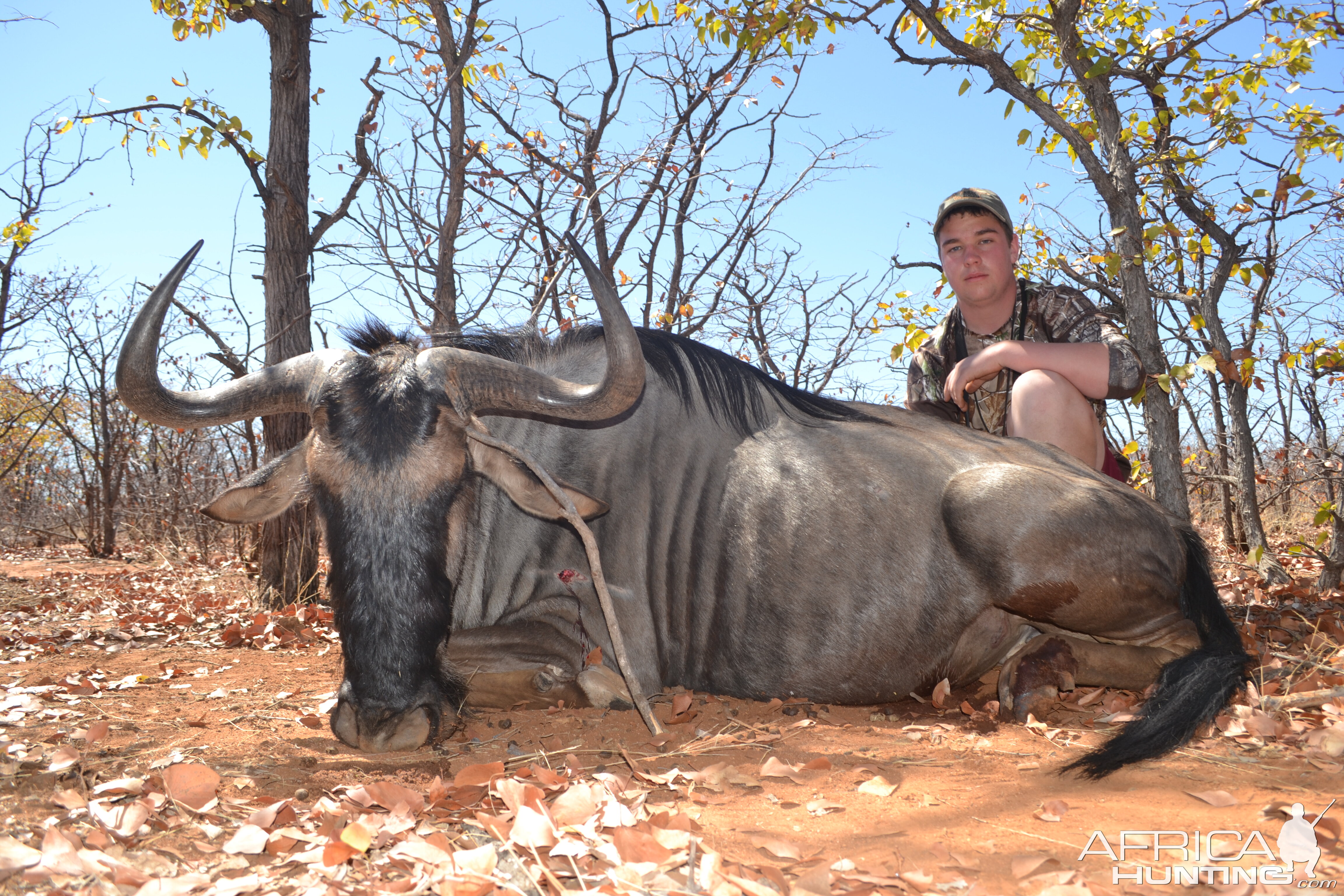 Blue Wildebeest