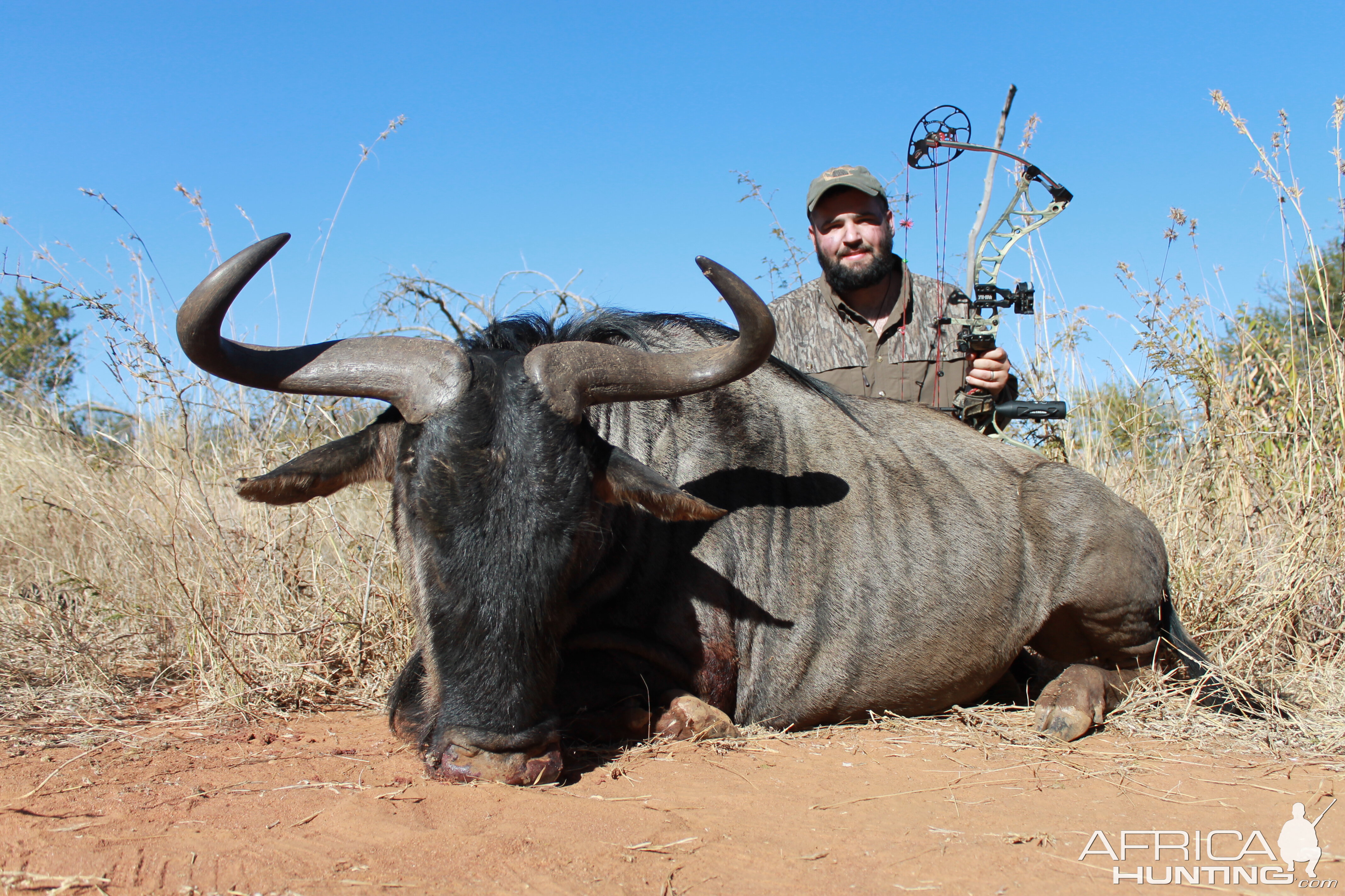 Blue Wildebeest