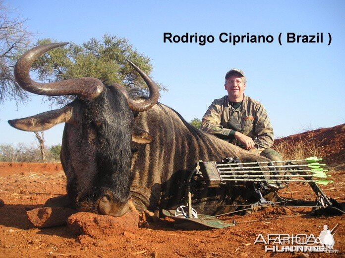 Blue Wildebeest