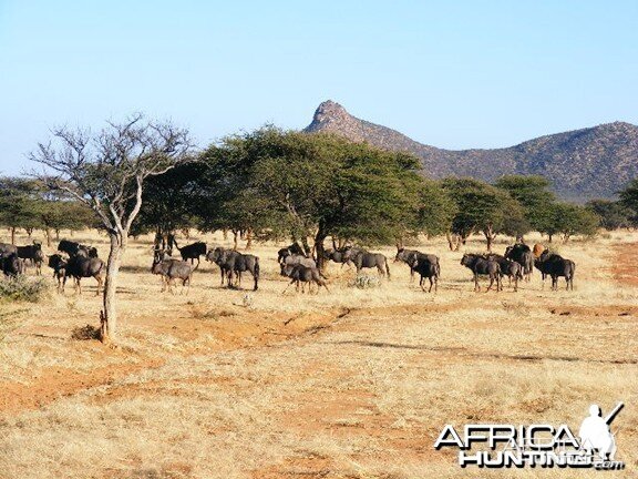 Blue Wildebeest