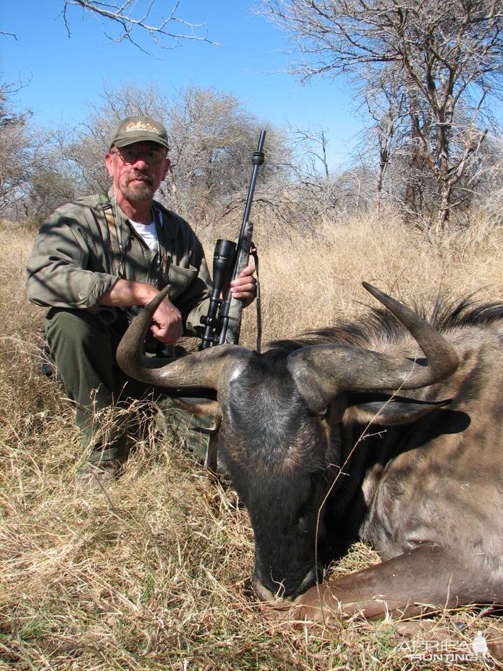 Blue Wilderbeest Limpopo River area SA