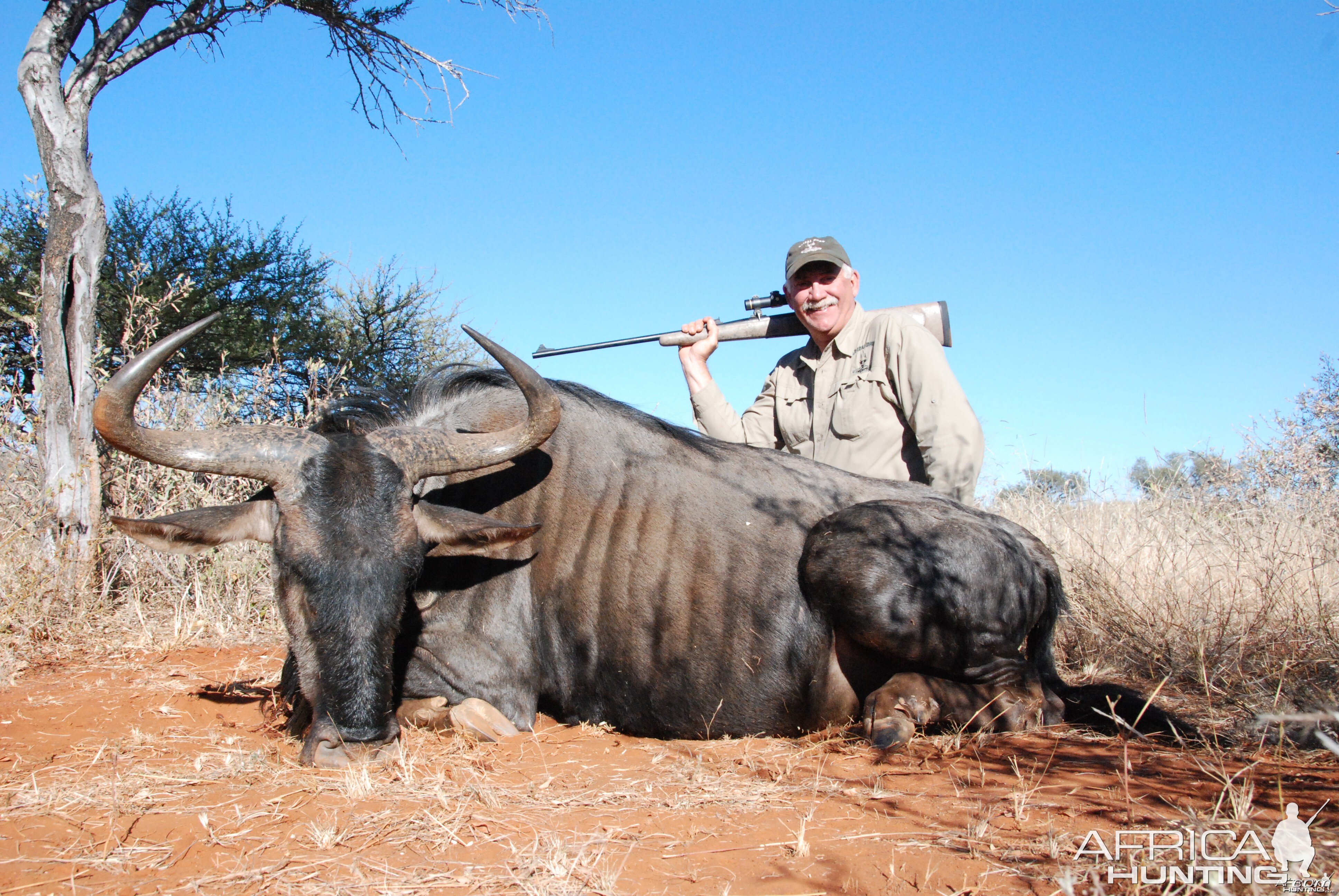 Blue Wilderbeest