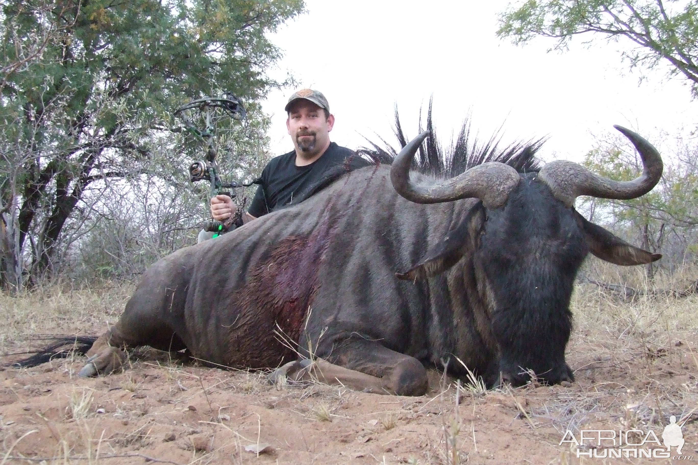 Blue Wilkdebeest Hunting