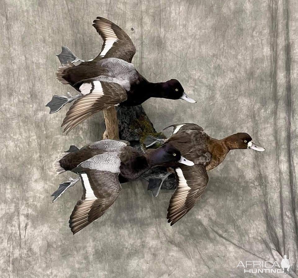 Bluebill Duck Full Mount Taxidermy