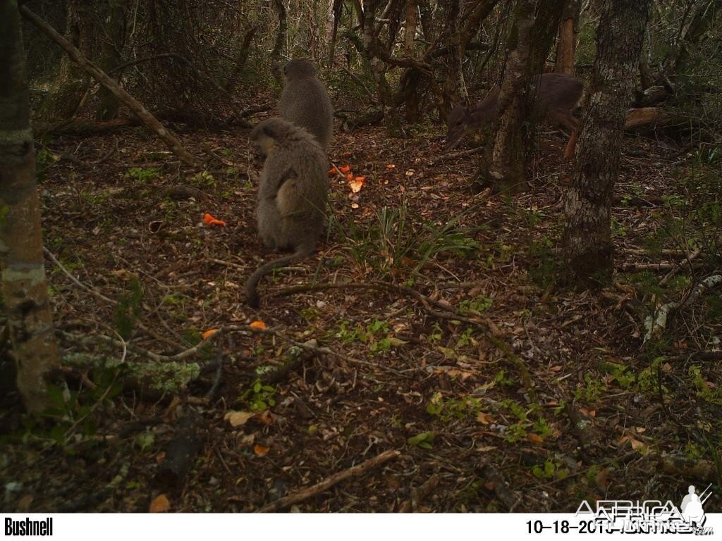 Blueduiker and Vervet monkeys feeding together