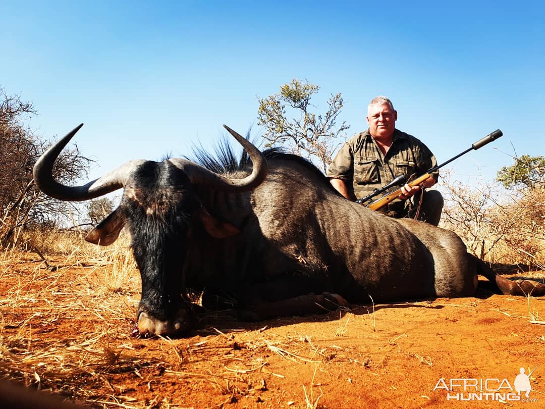 Bluewildebeest South Africa