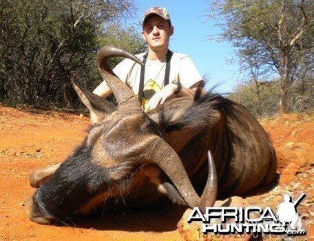 Bluewildebeest