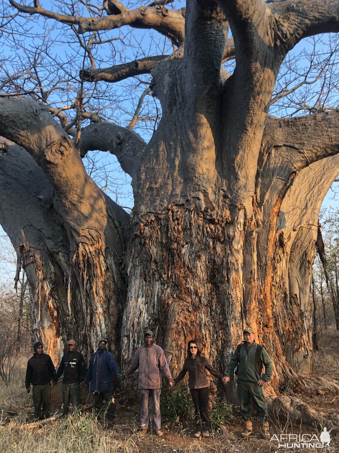 Boabab Tree in Zimbabwe