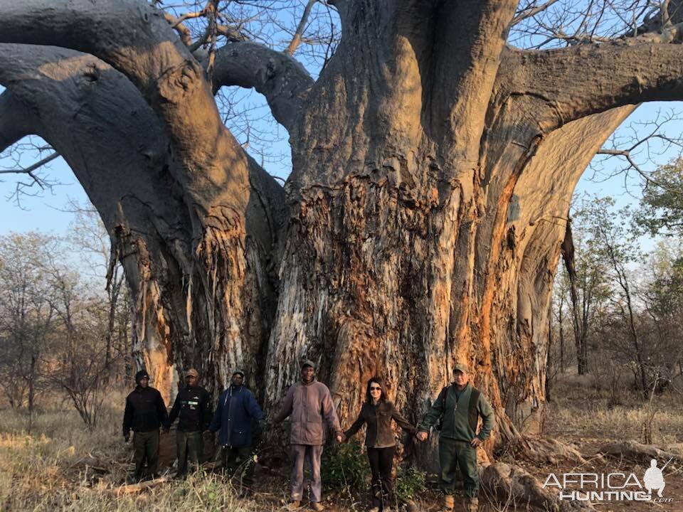 Boabab Tree in Zimbabwe