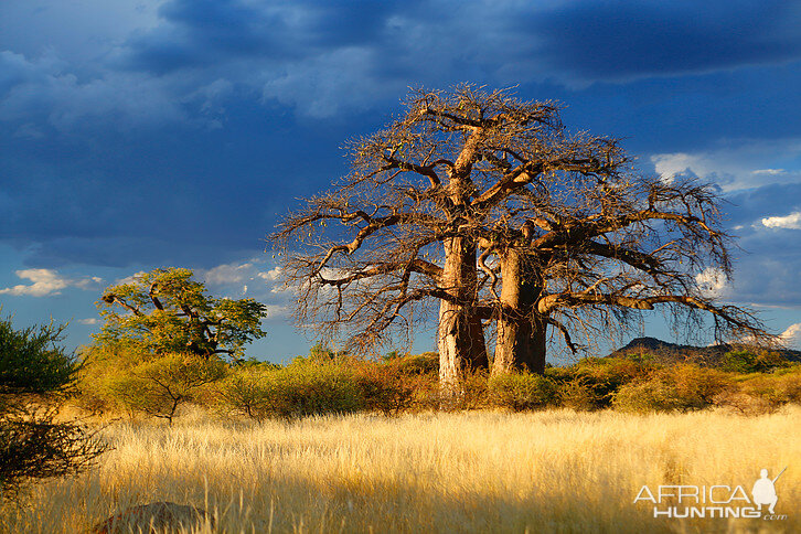 Boabab Tree South Africa