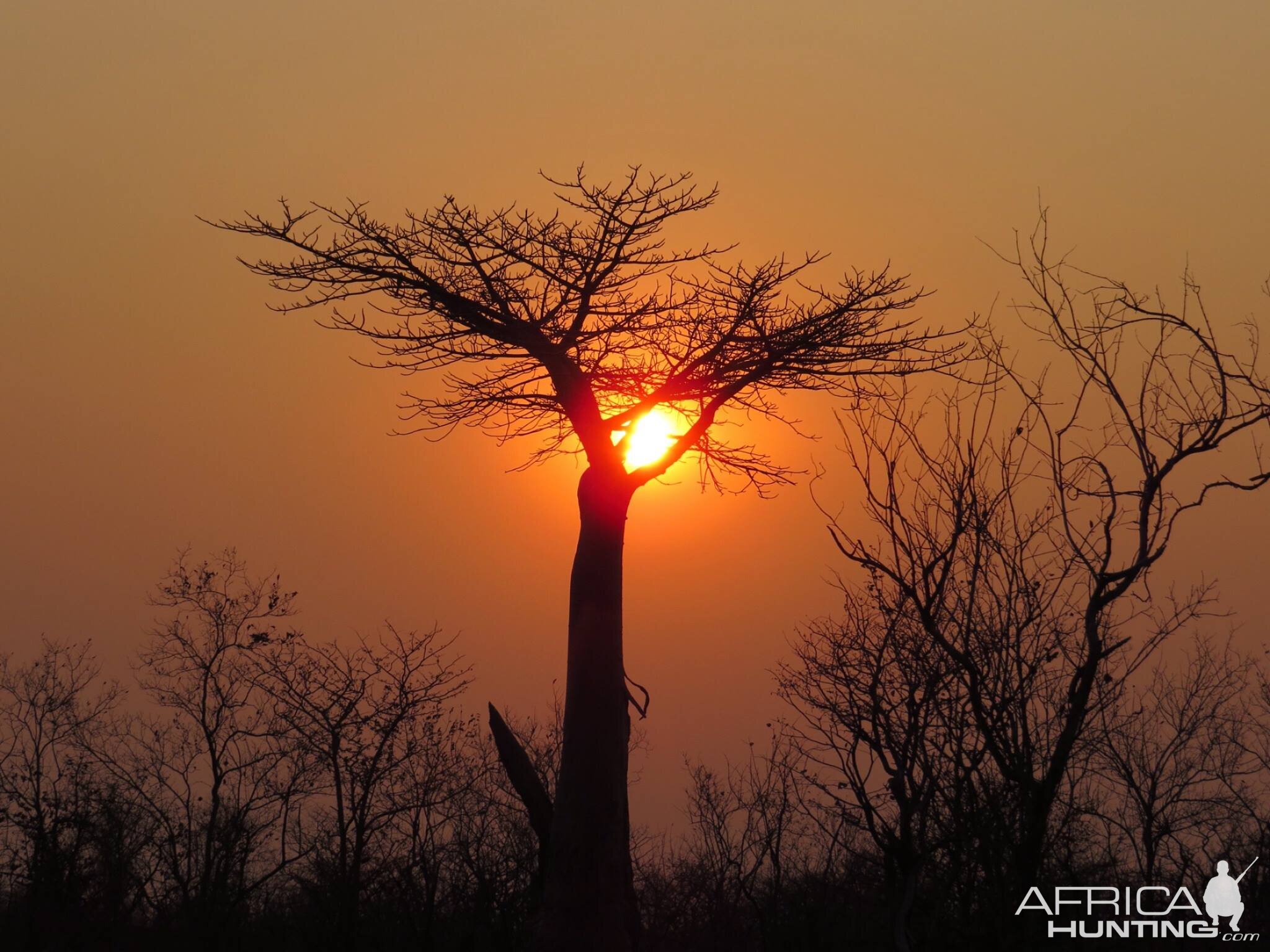 Boabab Tree Sunset Zimbabwe