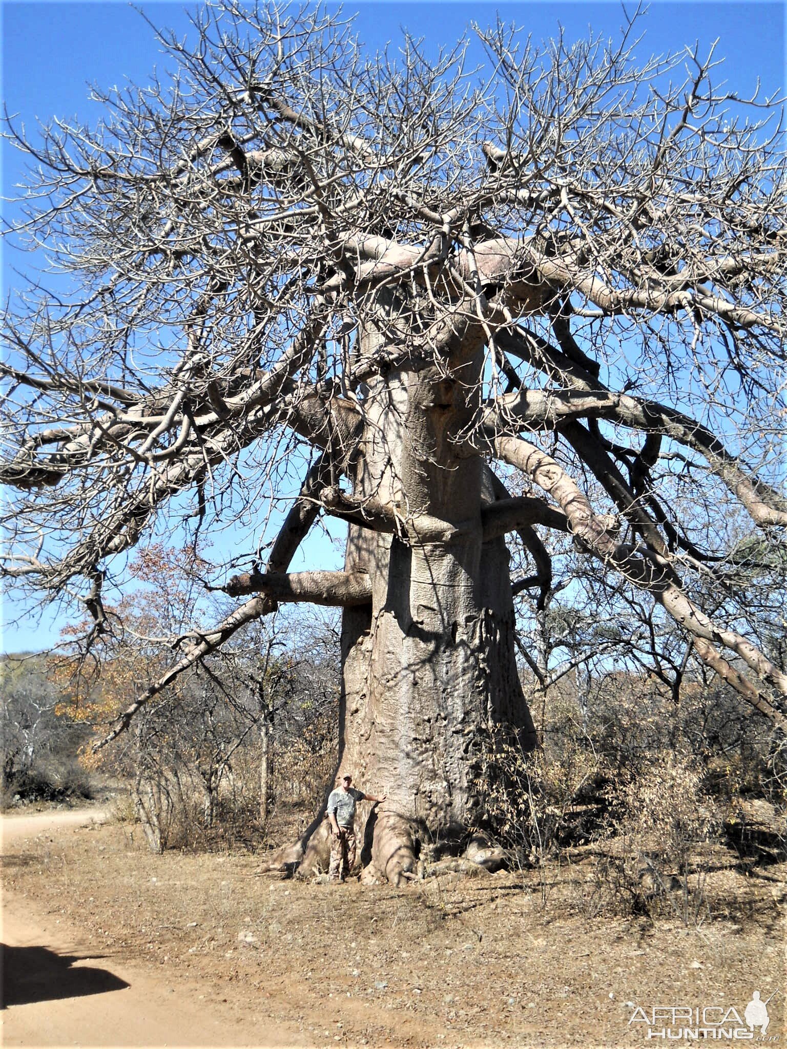 Boabab Tree