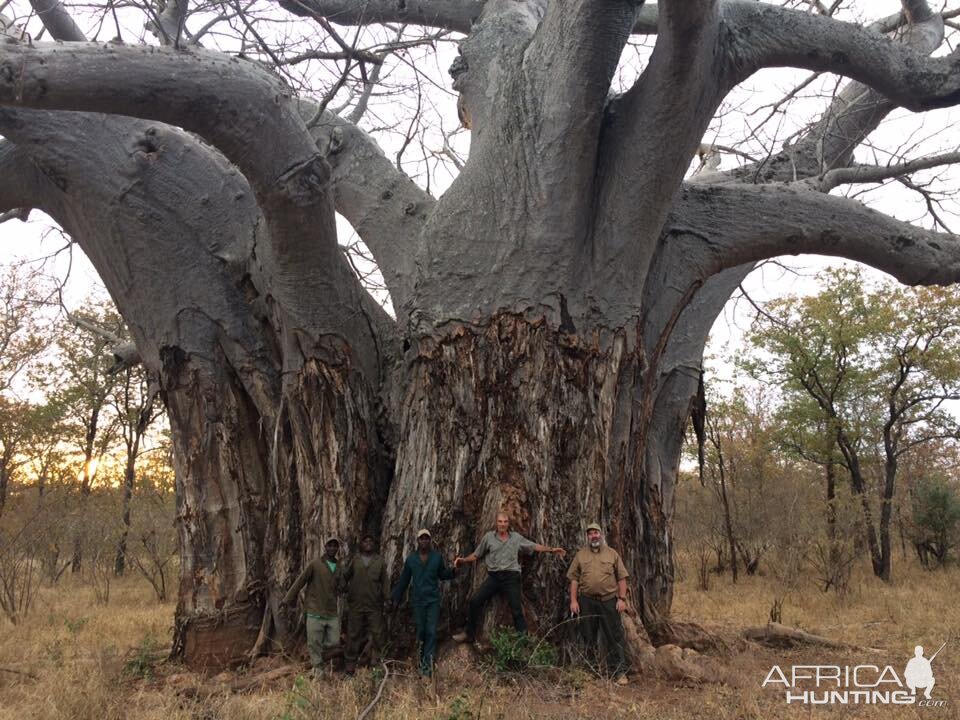 Boabab Tree