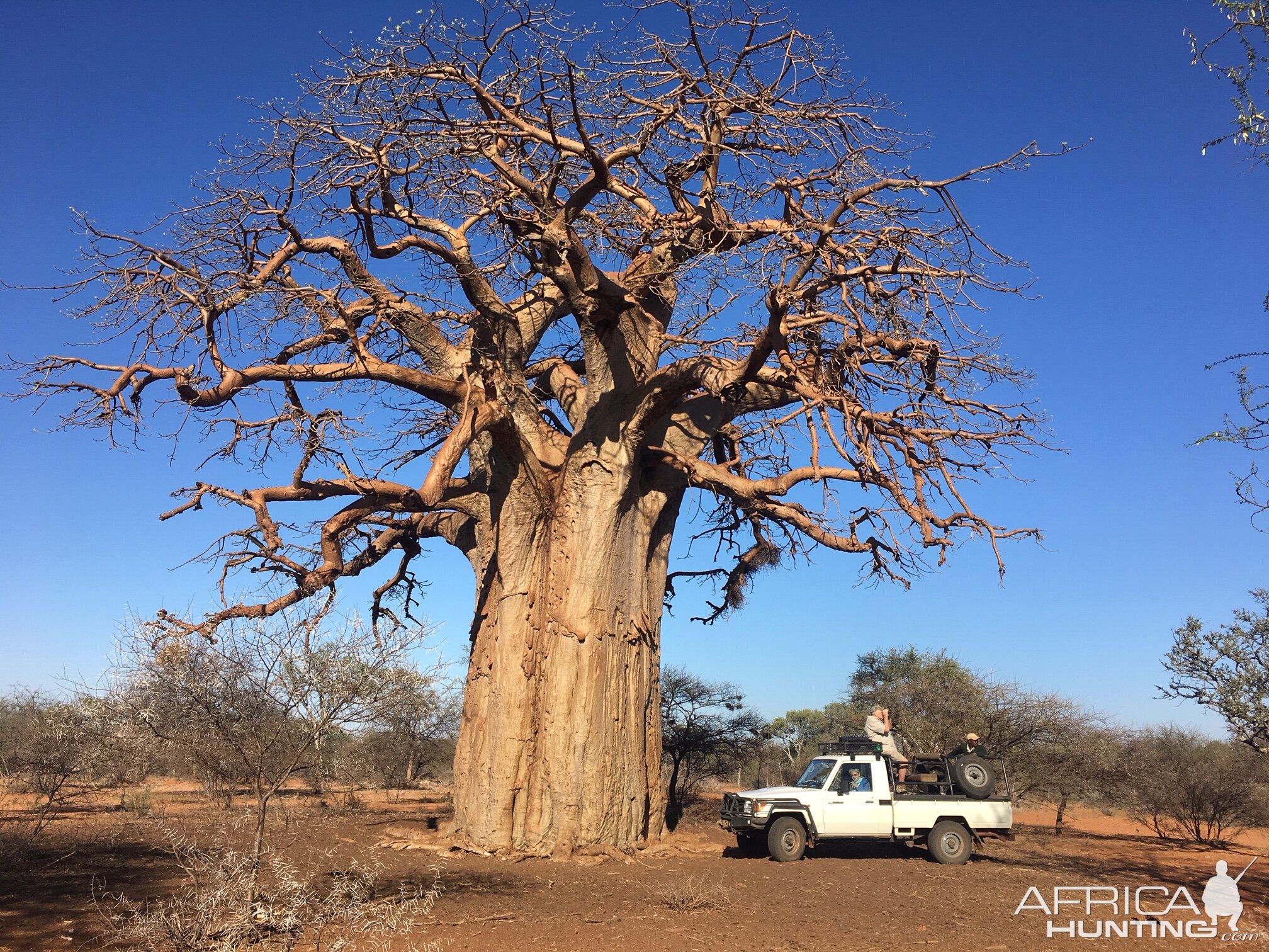 Boabab Tree