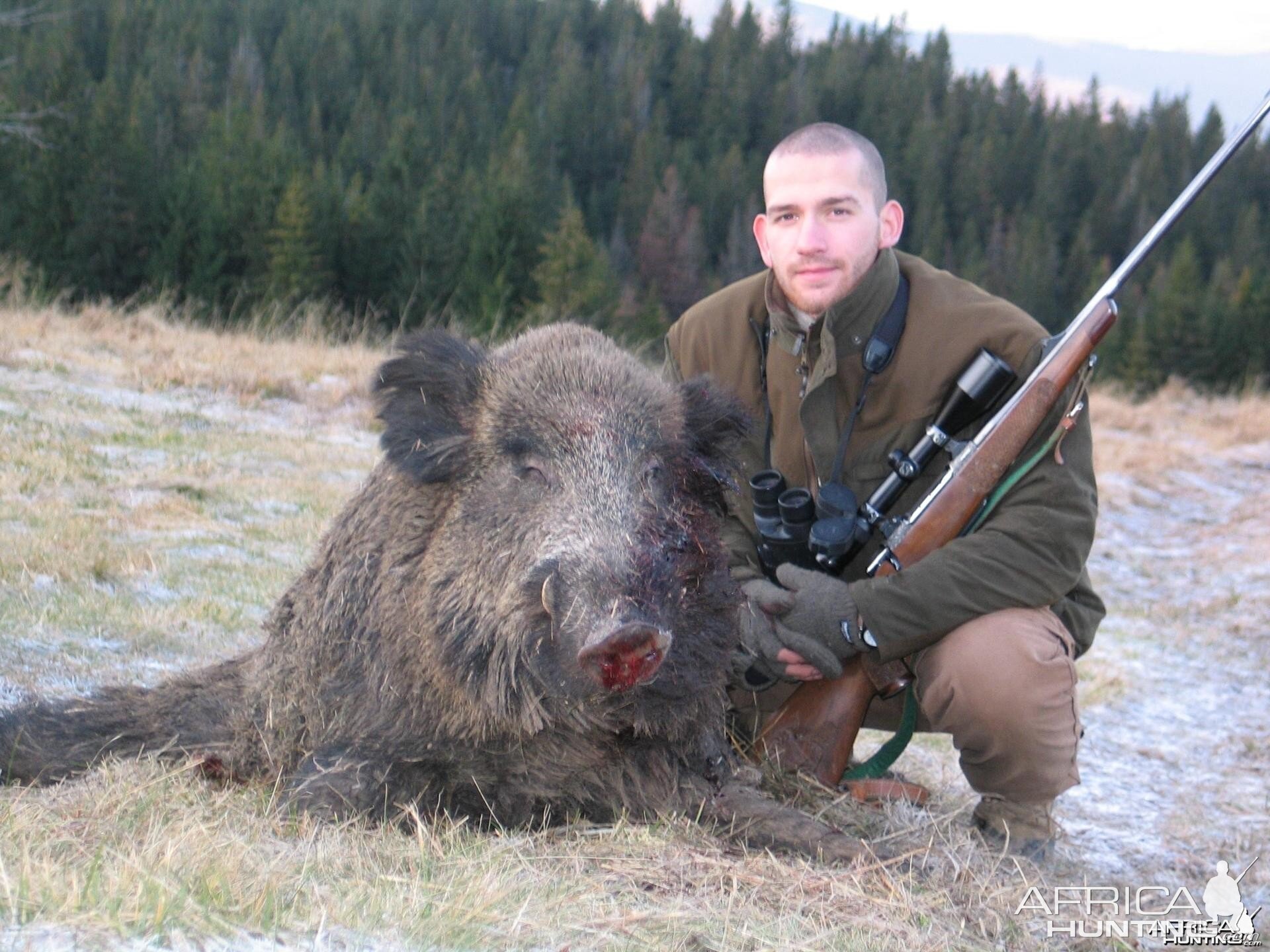 Boar from Slovakia