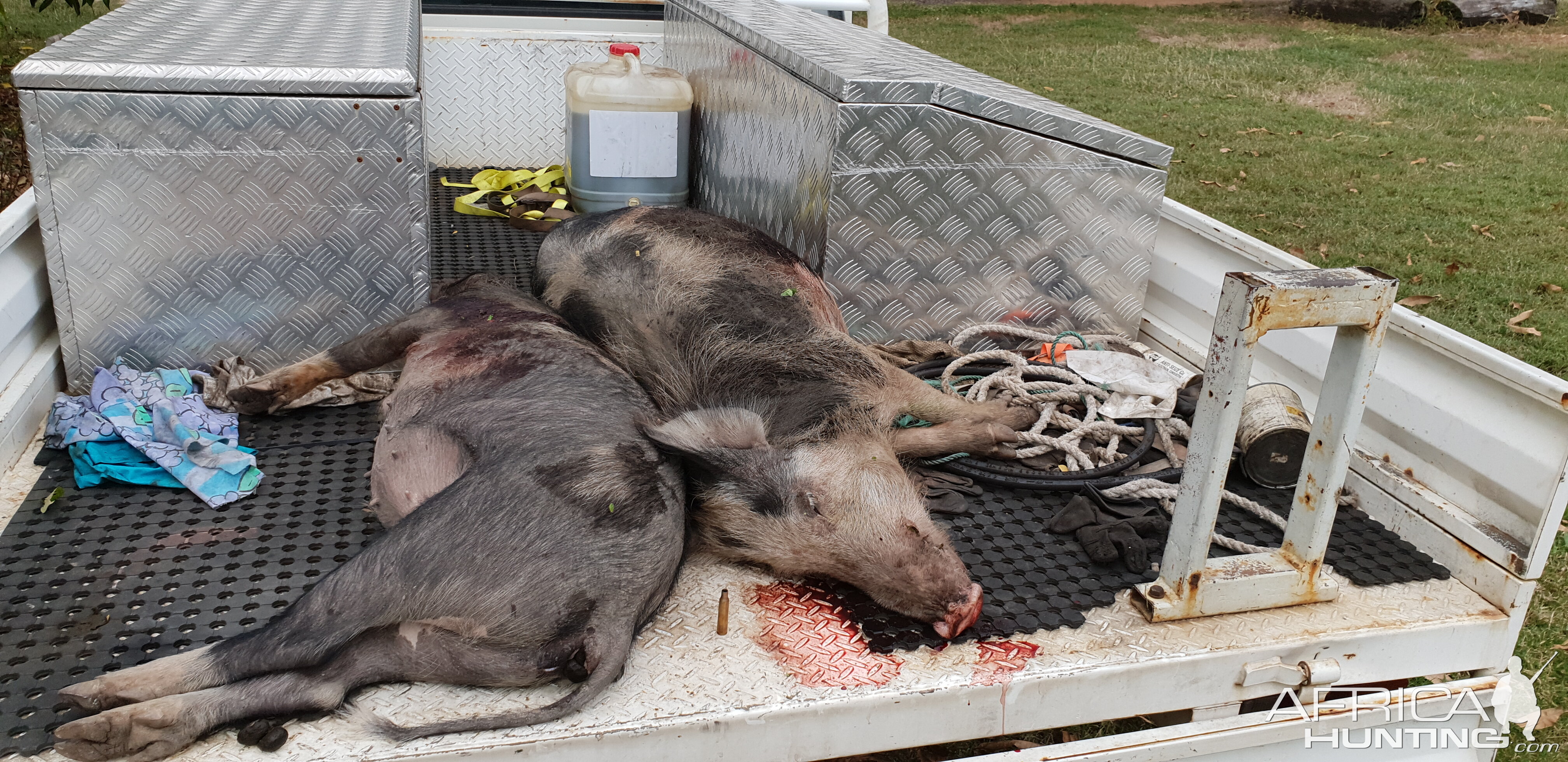 Boar Hunt Australia