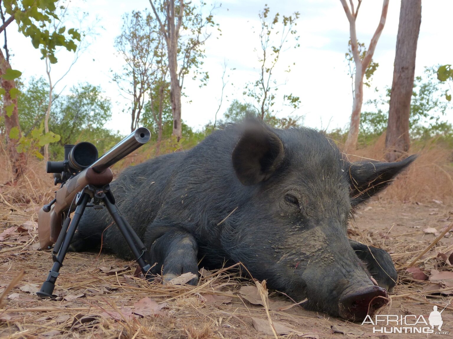 Boar Hunt Australia