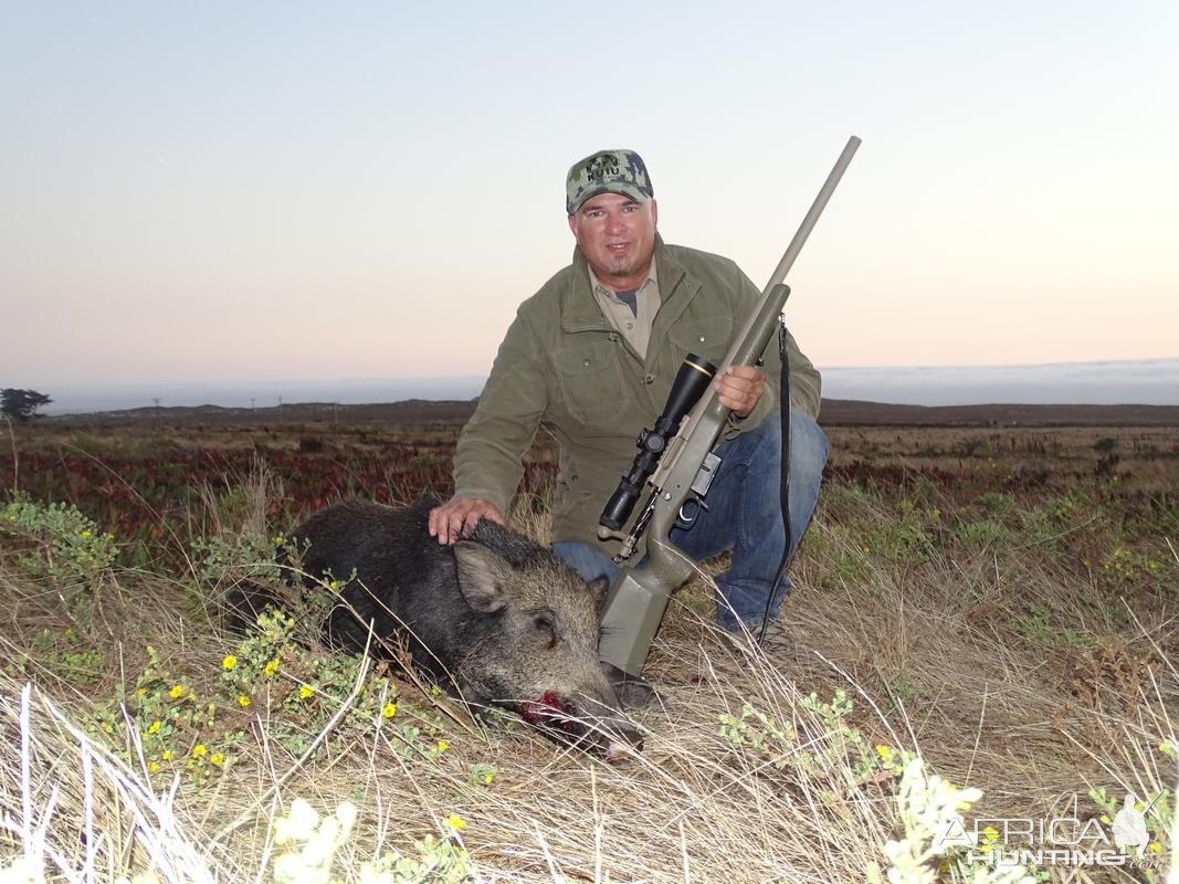 Boar Hunt California Coastal