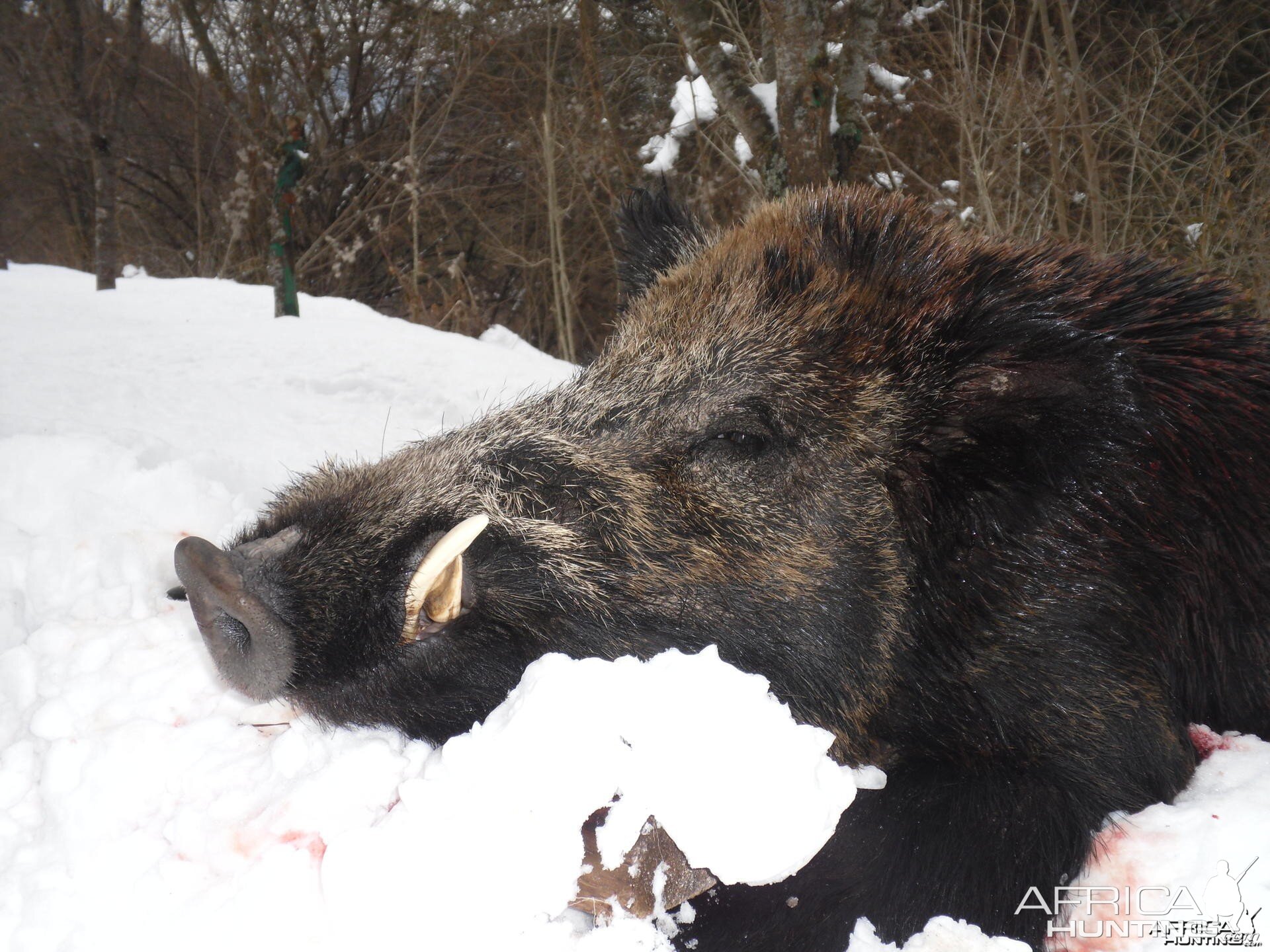 Boar hunt in Bulgaria