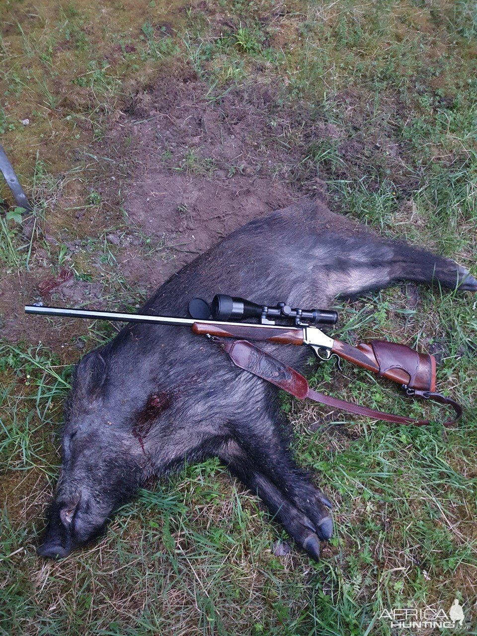 Boar Hunt Sweden