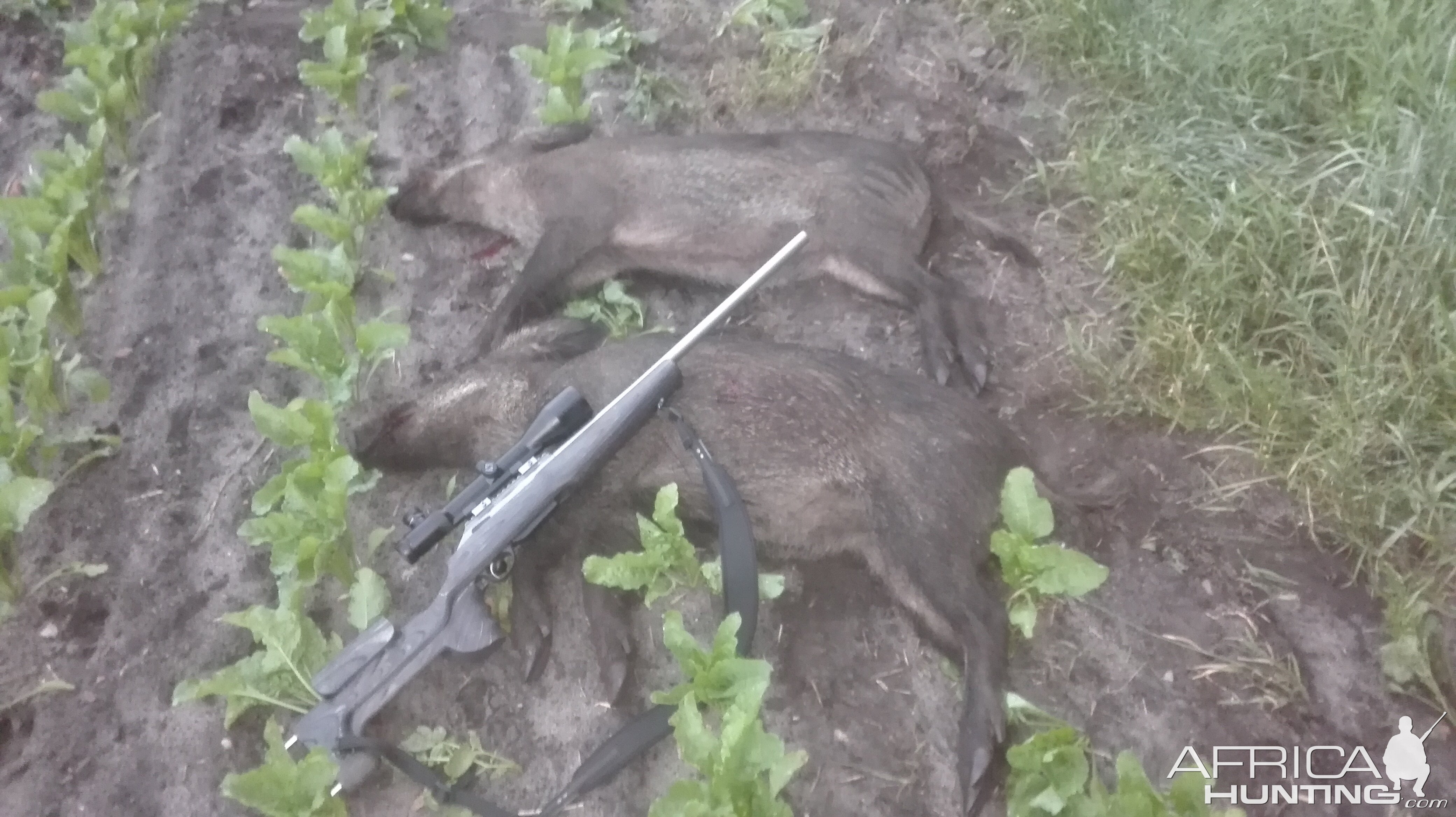 Boar Hunting Germany