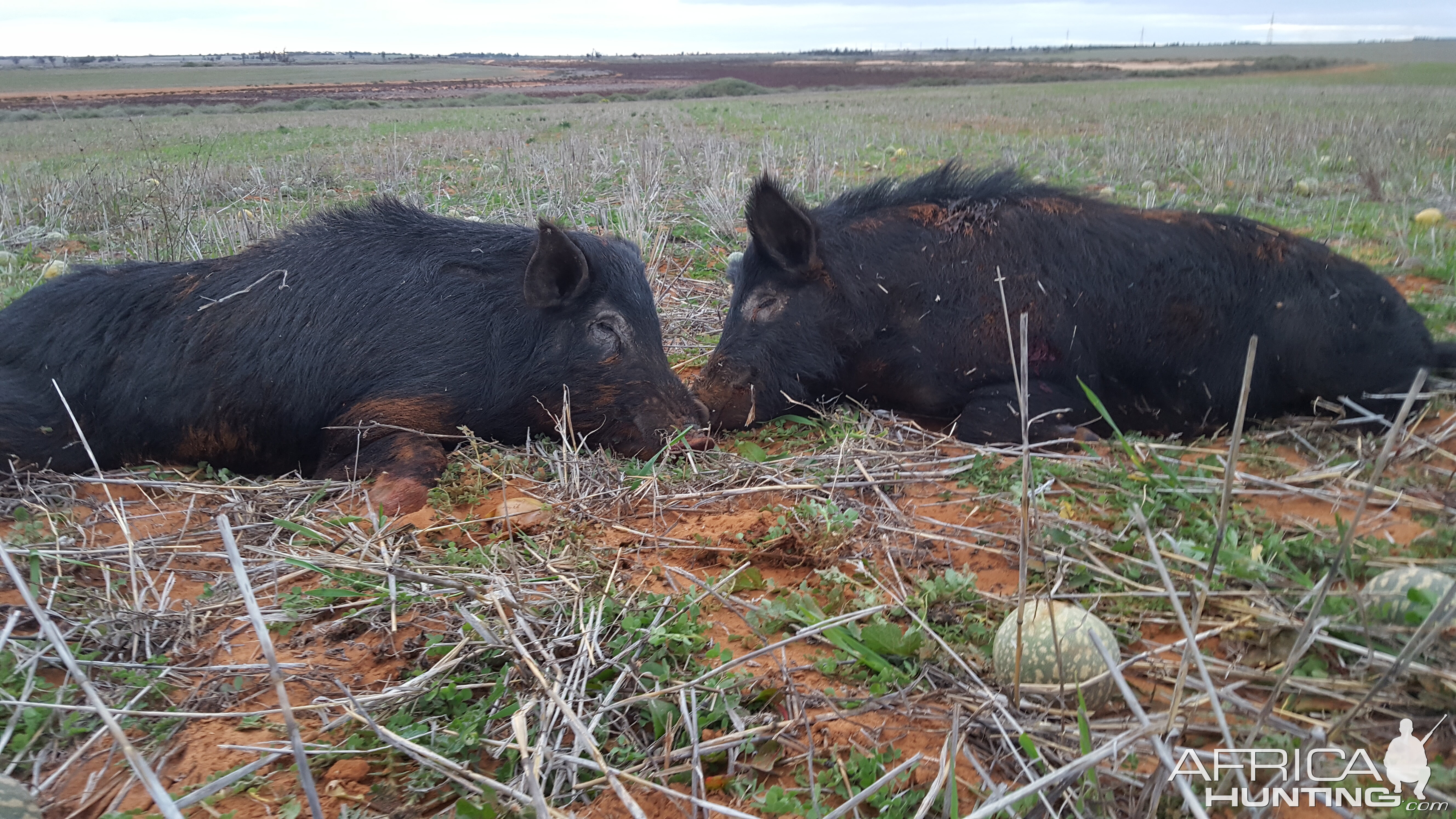 Boar Hunting