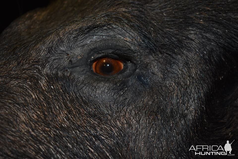 Boar Shoulder Mount Taxidermy Close Up