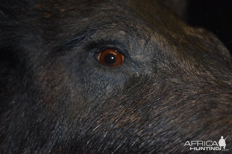 Boar Shoulder Mount Taxidermy Close Up