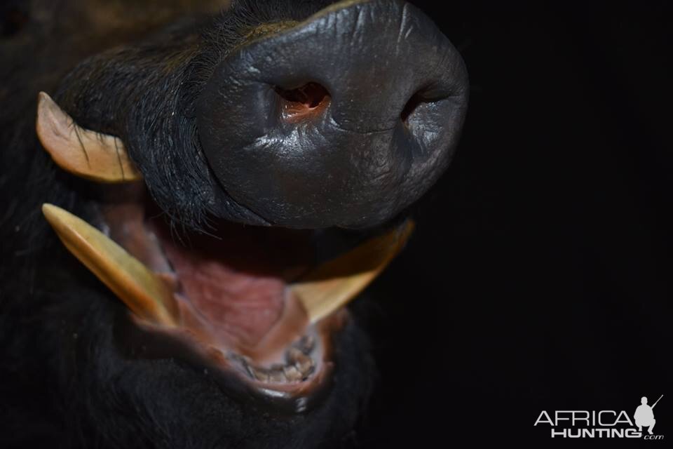 Boar Shoulder Mount Taxidermy Close Up