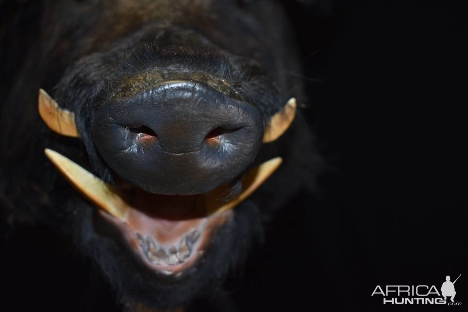 Boar Shoulder Mount Taxidermy Close Up