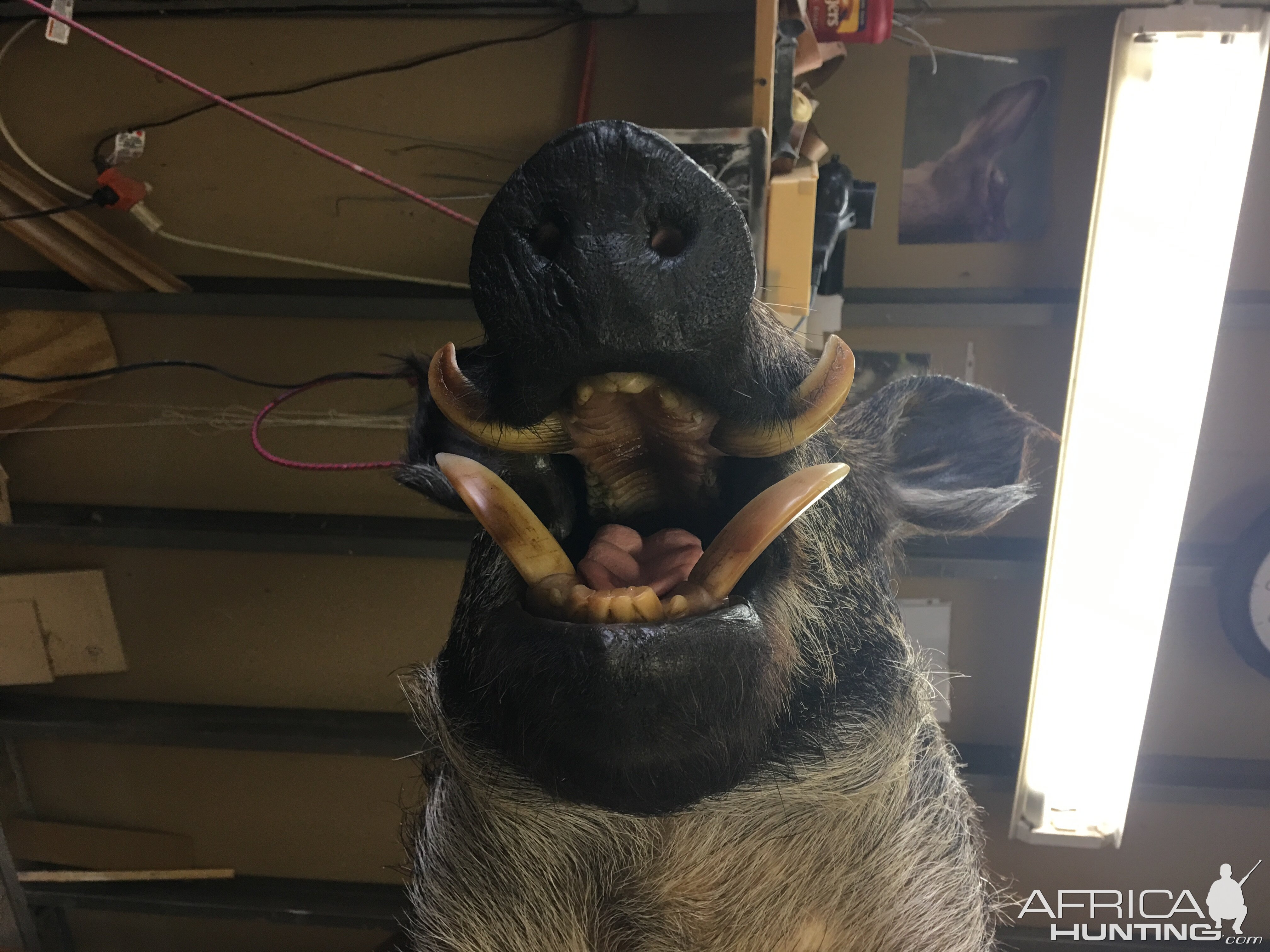 Boar Shoulder Mount Taxidermy