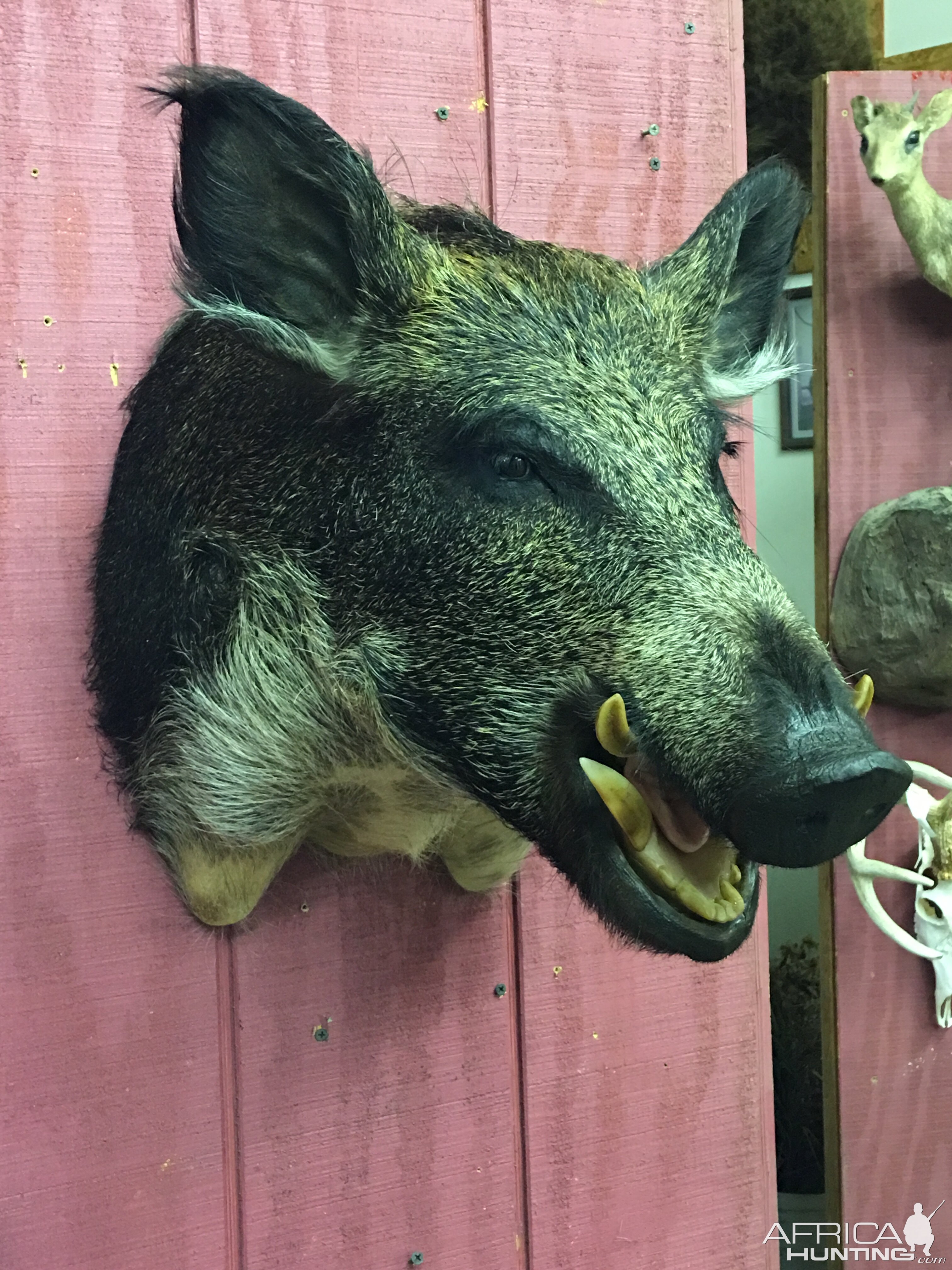 Boar Shoulder Mount Taxidermy