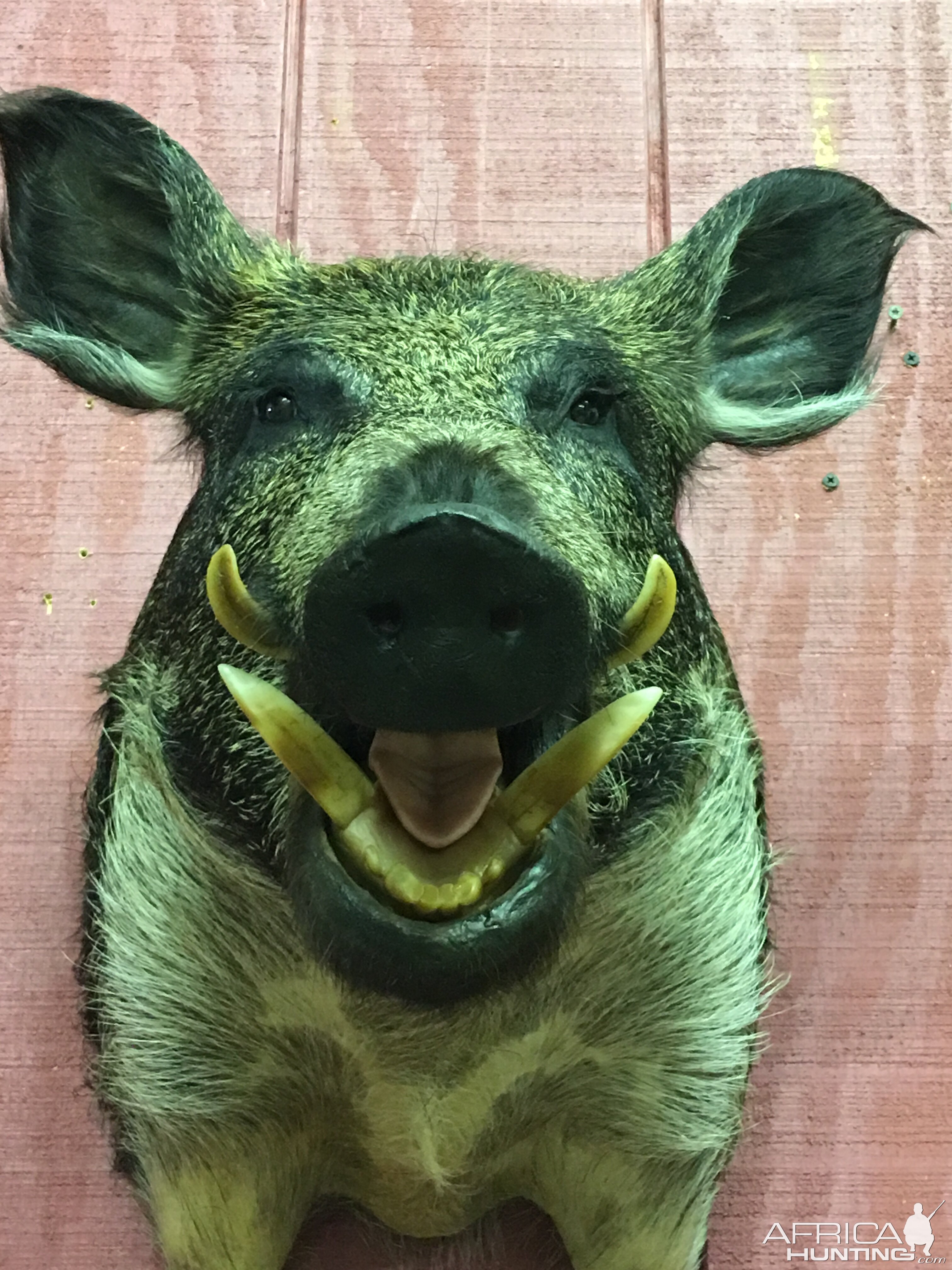 Boar Shoulder Mount Taxidermy