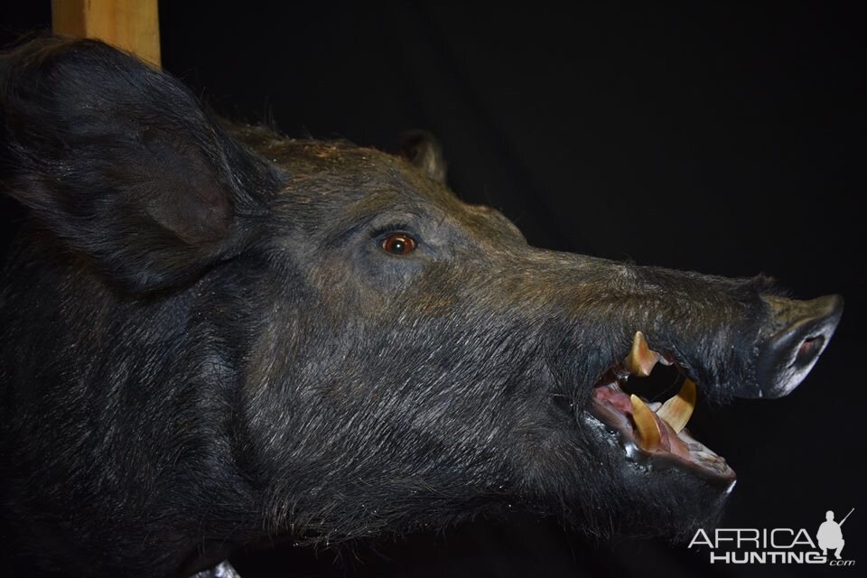 Boar Shoulder Mount Taxidermy