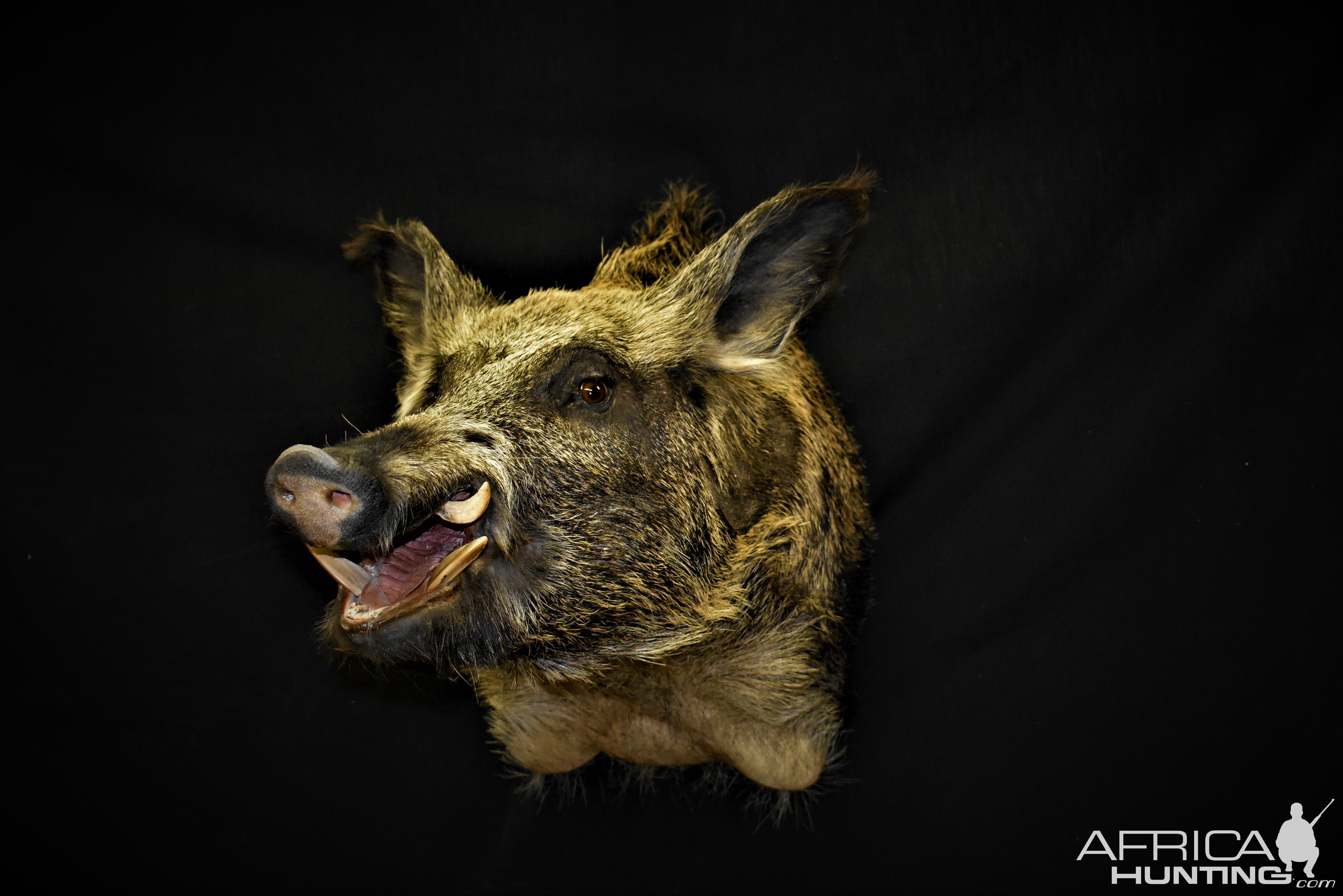 Boar Shoulder Mount Taxidermy