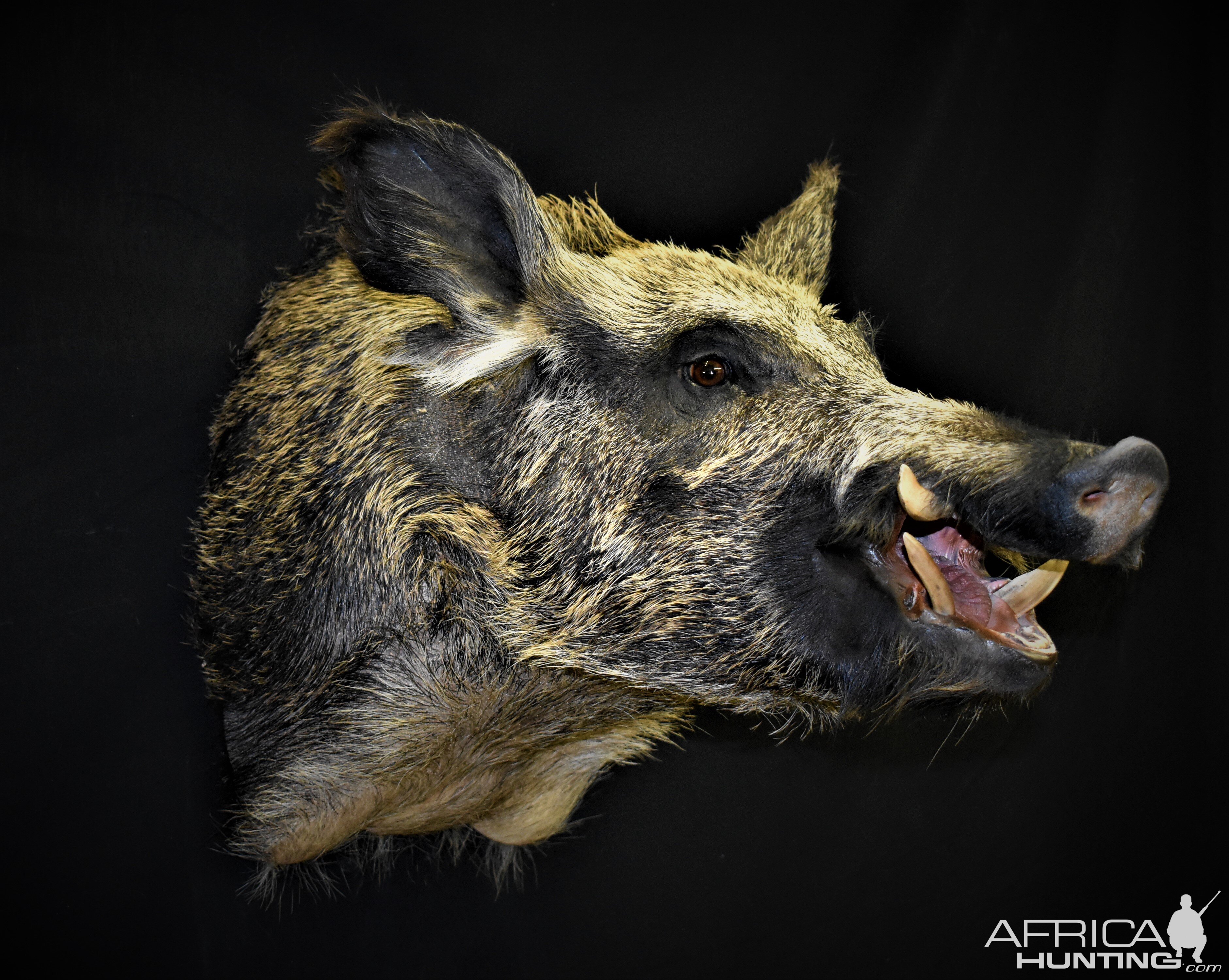 Boar Shoulder Mount Taxidermy