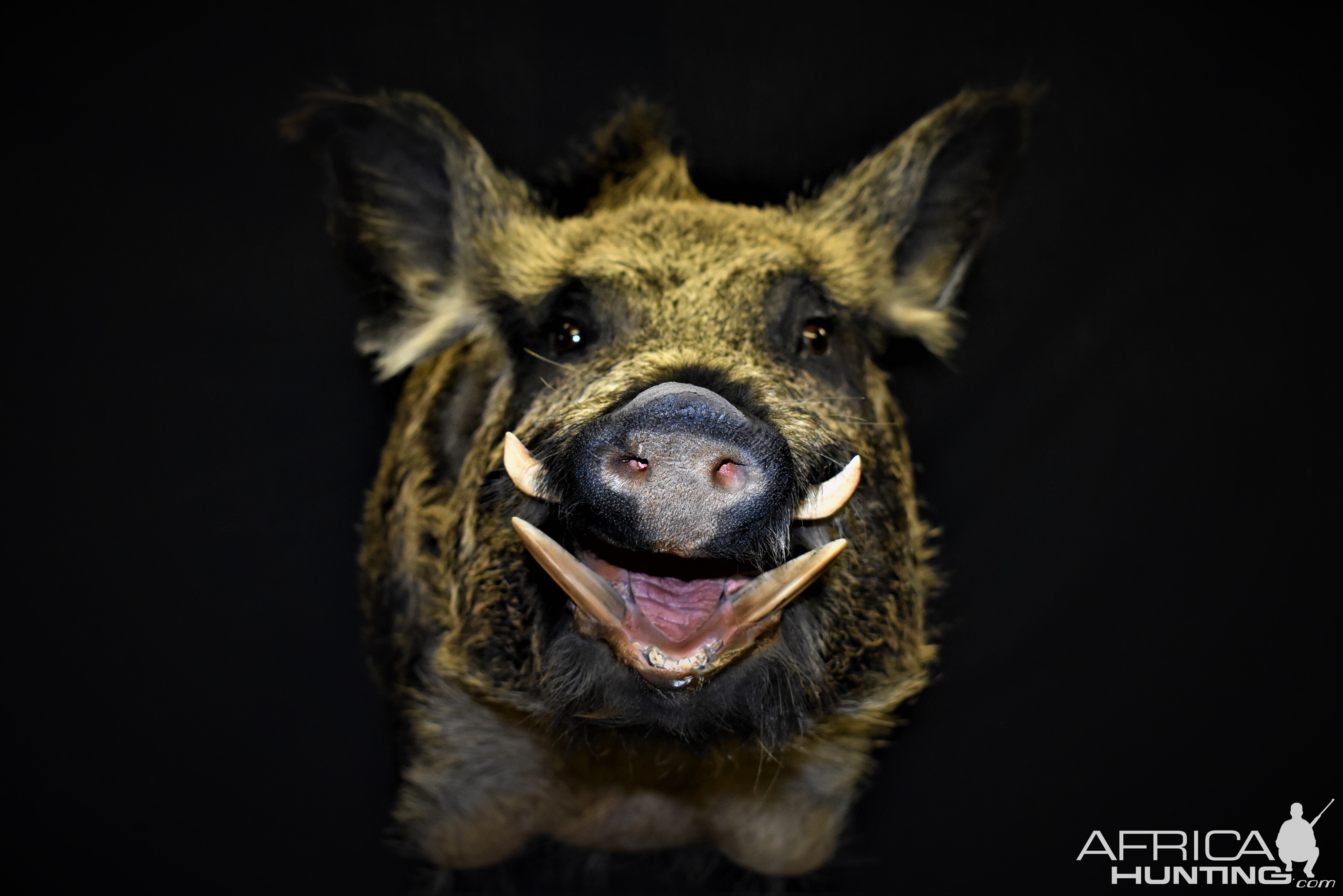 Boar Shoulder Mount Taxidermy