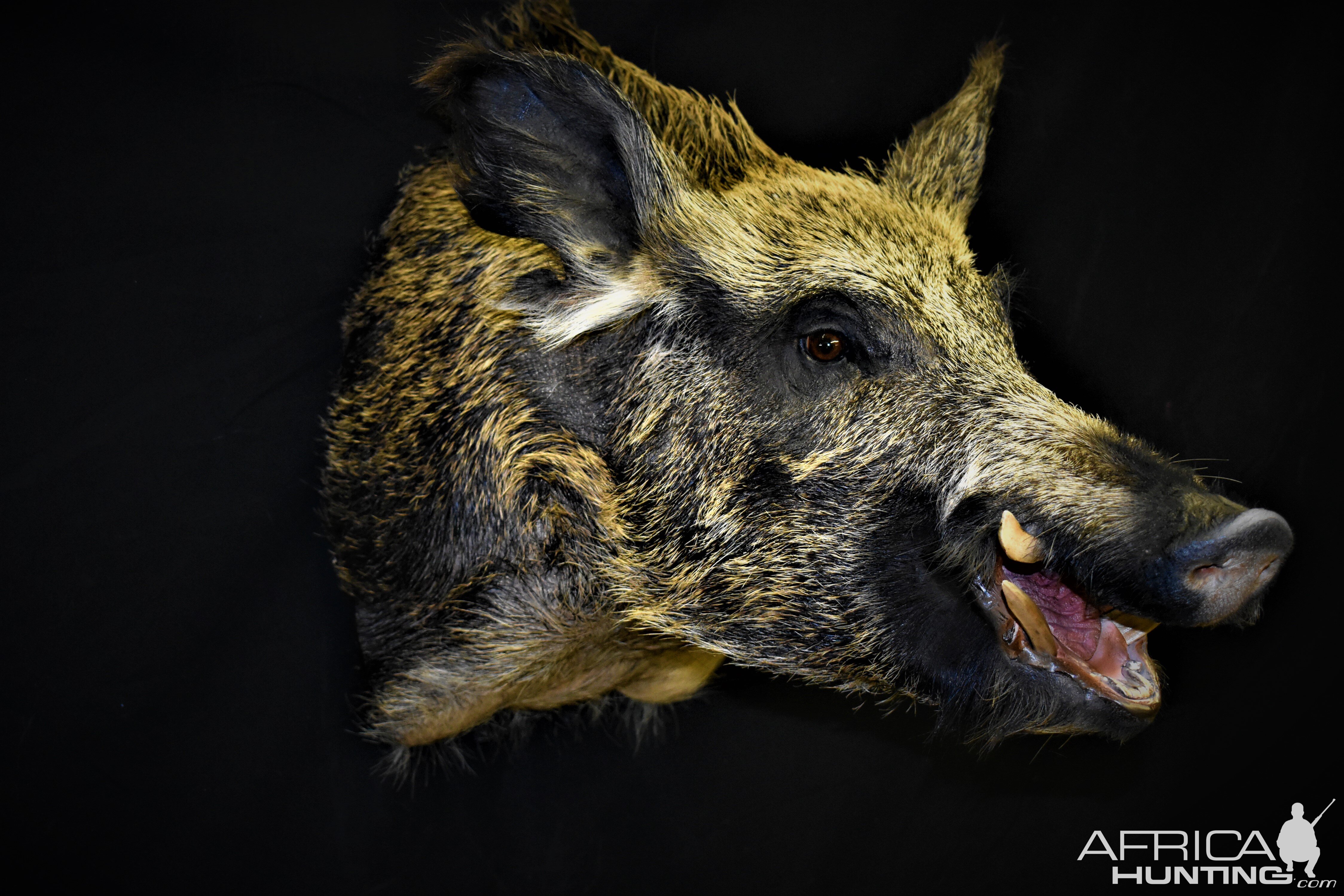 Boar Shoulder Mount Taxidermy