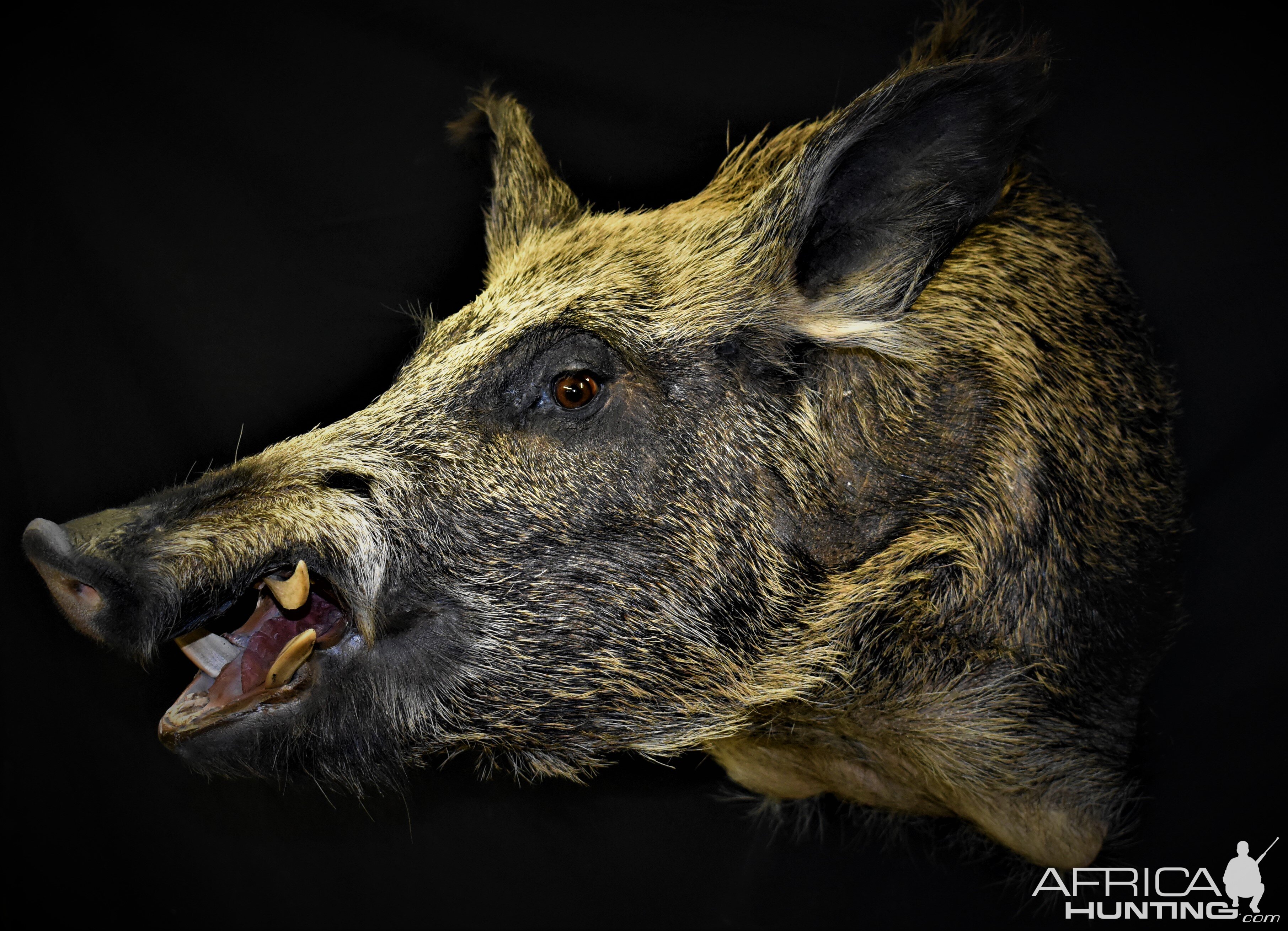 Boar Shoulder Mount Taxidermy