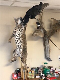 Bobcat & Black hen Pheasant Full Mount Taxidermy