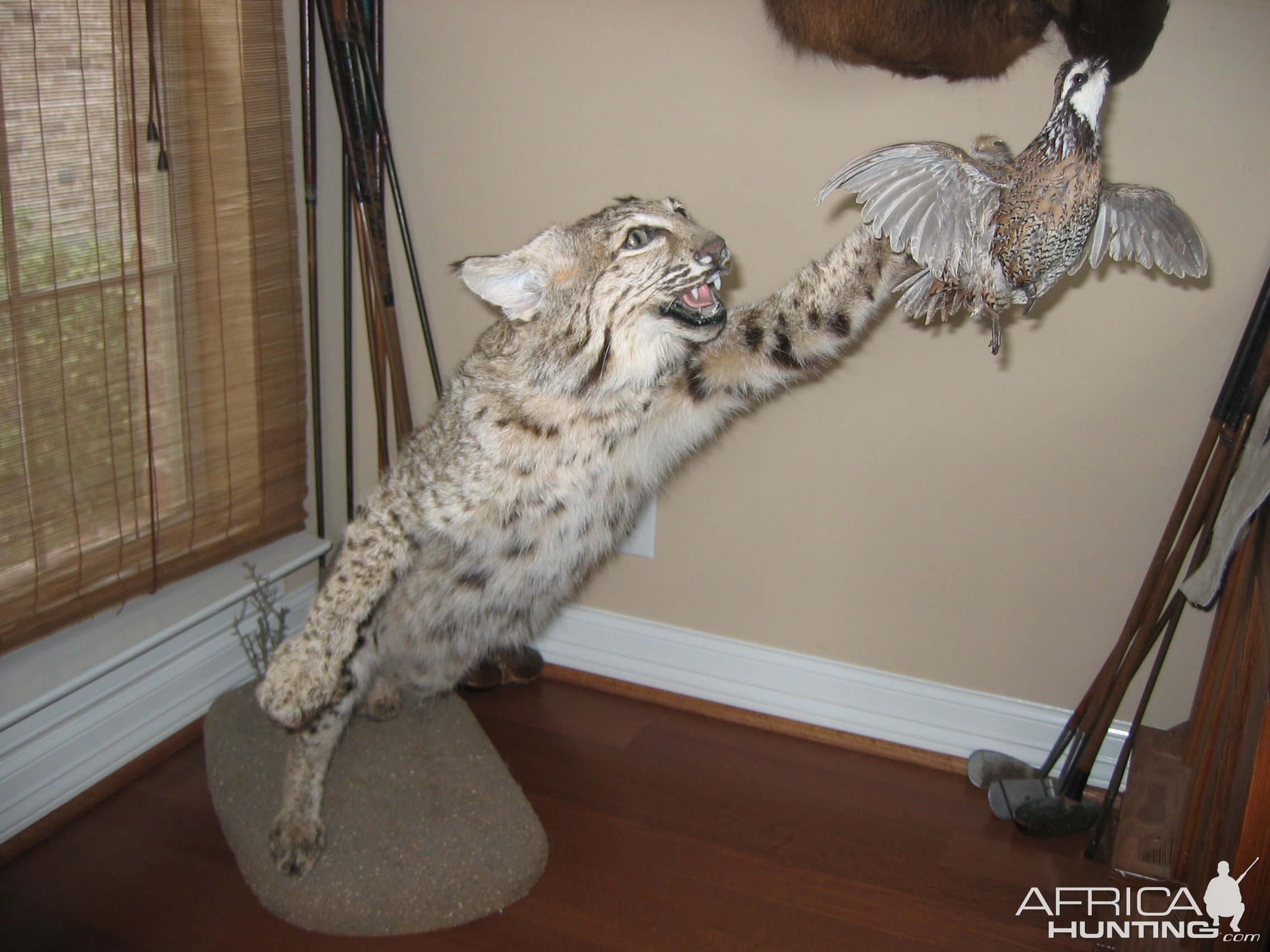 Bobcat Full Mount Taxidermy